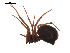  (Enoplognatha parathoracica - BIOUG00176-C04)  @12 [ ] Copyright  G. Blagoev 2010 Unspecified