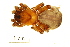  (Ctenizidae - BIOUG00198-D04)  @13 [ ] Copyright  G. Blagoev 2010 Unspecified