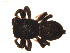  (Heliophanus tribulosus - BIOUG00609-D08)  @12 [ ] Copyright  G. Blagoev 2010 Unspecified