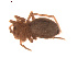  (Centromerus albidus - BIOUG00609-H03)  @13 [ ] Copyright  G. Blagoev 2010 Unspecified