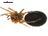  (Walckenaeria corniculans - CCDB-08490-B09)  @12 [ ] Copyright  G. Blagoev 2010 Unspecified