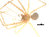  (Troglohyphantes karolianus - CCDB-08490-F06)  @12 [ ] Copyright  G. Blagoev 2010 Unspecified