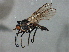  ( - PROBE-TW0011)  @15 [ ] CreativeCommons - Attribution (2009) Unspecified Centre for Biodiversity Genomics