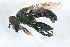  (Arctosyrphus willingi - PROBE-TW0069)  @15 [ ] CreativeCommons - Attribution (2009) Unspecified Centre for Biodiversity Genomics