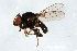  (Siphonella oscinina - PROBE-TW0125)  @14 [ ] CreativeCommons - Attribution (2009) Unspecified Centre for Biodiversity Genomics