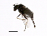  (Chrysotus sp. SEB2 - PROBE-TW0306)  @13 [ ] CreativeCommons - Attribution (2009) Unspecified Centre for Biodiversity Genomics