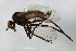  (Rhamphomyia debilis grp. sp. BJS7 - MTDIC-0008)  @14 [ ] CreativeCommons - Attribution (2009) Unspecified Centre for Biodiversity Genomics