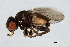  (Conioscinella sp. TAW2 - MTDIC-0087)  @14 [ ] CreativeCommons - Attribution (2009) Unspecified Centre for Biodiversity Genomics
