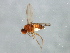  (Drosophila sp. TAW3 - PROBE-TW0083)  @13 [ ] CreativeCommons - Attribution (2009) Unspecified Centre for Biodiversity Genomics