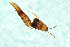  (Ischnosoma duplicatum - HS1002)  @11 [ ] by-nc (2023) M. Fikacek National Sun Yat-sen University Kaohsiung Taiwan