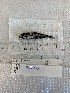  (Tarletonbeania crenularis - 20B_202_1)  @11 [ ] CC - Attribution Non-Commercial Share-Alike (2023) Catherine Stevens University of Victoria