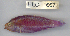  (Cirrhilabrus cyanopleura - HLC-11667)  @13 [ ] CreativeCommons - Attribution (2012) Dirk Steinke Centre for Biodiversity Genomics