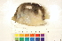  (Chaetodon quadrimaculatus - HLC-13250)  @14 [ ] CreativeCommons - Attribution (2013) CBG Photography Group Centre for Biodiversity Genomics