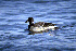  (Branta bernicla - BR 08)  @13 [ ] Unspecified (default): All Rights Reserved  Unspecified Unspecified