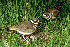  (Charadrius vociferus - JGS 2025)  @14 [ ] Unspecified (default): All Rights Reserved  Unspecified Unspecified