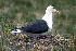  (Larus marinus - 1B-3673)  @14 [ ] Unspecified (default): All Rights Reserved  Unspecified Unspecified