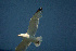  (Larus glaucoides - RRS 124)  @13 [ ] Unspecified (default): All Rights Reserved  Unspecified Unspecified