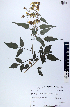  (Bidens squarrosa - UADYBSQ31)  @11 [ ]  CC BY-NC (Attribution-Non-Commercial)  Unspecified Unspecified