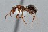  ( - UAIC1052064)  @11 [ ] by (2021) Wendy Moore University of Arizona Insect Collection