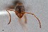  ( - UAIC1052064)  @11 [ ] by (2021) Wendy Moore University of Arizona Insect Collection