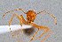  (Myrmecocystus nequazcatl - UAIC1052097)  @11 [ ] by (2021) Wendy Moore University of Arizona Insect Collection