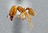  (Pheidole cerebrosior - UAIC1052131)  @11 [ ] by (2021) Wendy Moore University of Arizona Insect Collection