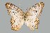  (Anartia jatrophae luteipicta - UAIC1064024)  @11 [ ] by (2022) Wendy Moore University of Arizona Insect Collection