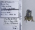  (Anthophora marginata - UAIC1135152)  @11 [ ] by (2021) Wendy Moore University of Arizona Insect Collection