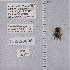  ( - UAIC1135278)  @11 [ ] by (2021) Wendy Moore University of Arizona Insect Collection