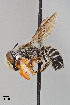  ( - UAIC1138055)  @11 [ ] by (2021) Wendy Moore University of Arizona, Insect Collection