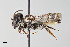  ( - UAIC1138056)  @11 [ ] by (2021) Wendy Moore University of Arizona, Insect Collection