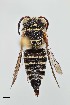  ( - UAIC1138062)  @11 [ ] by (2021) Wendy Moore University of Arizona, Insect Collection