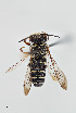  ( - UAIC1138063)  @11 [ ] by (2021) Wendy Moore University of Arizona, Insect Collection