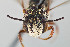  ( - UAIC1138063)  @11 [ ] by (2021) Wendy Moore University of Arizona, Insect Collection