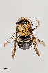  (Hoplitis sp. 2RM - UAIC1138068)  @11 [ ] by (2021) Wendy Moore University of Arizona, Insect Collection