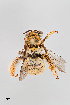  (Svastra sabinensis - UAIC1138070)  @11 [ ] by (2021) Wendy Moore University of Arizona, Insect Collection