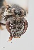  (Lasioglossum pectoraloides - UAIC1138080)  @11 [ ] by (2021) Wendy Moore University of Arizona Insect Collection