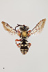  (Triepeolus sp. 2RM - UAIC1138089)  @11 [ ] by (2021) Wendy Moore University of Arizona Insect Collection