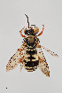  (Triepeolus sp. 9RM - UAIC1138091)  @11 [ ] by (2021) Wendy Moore University of Arizona Insect Collection