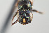  ( - UAIC1138095)  @11 [ ] by (2021) Wendy Moore University of Arizona Insect Collection