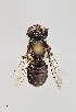  ( - UAIC1138602)  @11 [ ] by (2021) Wendy Moore University of Arizona Insect Collection