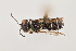  ( - UAIC1138609)  @11 [ ] by (2021) Wendy Moore University of Arizona Insect Collection