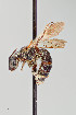  ( - UAIC1138634)  @11 [ ] by (2021) Wendy Moore University of Arizona Insect Collection