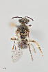  ( - UAIC1138641)  @11 [ ] by (2021) Wendy Moore University of Arizona Insect Collection