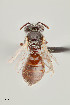  ( - UAIC1138652)  @11 [ ] by (2021) Wendy Moore University of Arizona Insect Collection
