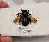  ( - UAIC1148042)  @11 [ ] by (2022) Shianna Stewart University of Arizona Insect Collection