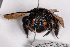  ( - UAIC1148042)  @11 [ ] by (2022) Tim Burns University of Arizona Insect Collection