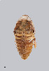  ( - UAIC1148880)  @11 [ ] by (2022) Wendy Moore University of Arizona Insect Collection