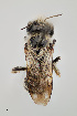  ( - UAIC1153636)  @11 [ ] by (2023) Wendy Moore University of Arizona Insect Collection