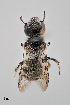  ( - UAIC1153637)  @11 [ ] by (2023) Wendy Moore University of Arizona Insect Collection